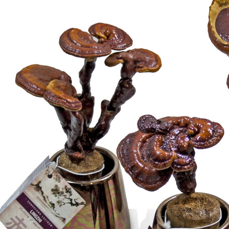 Produto: Lingzhi - Cogumelo da eternidade